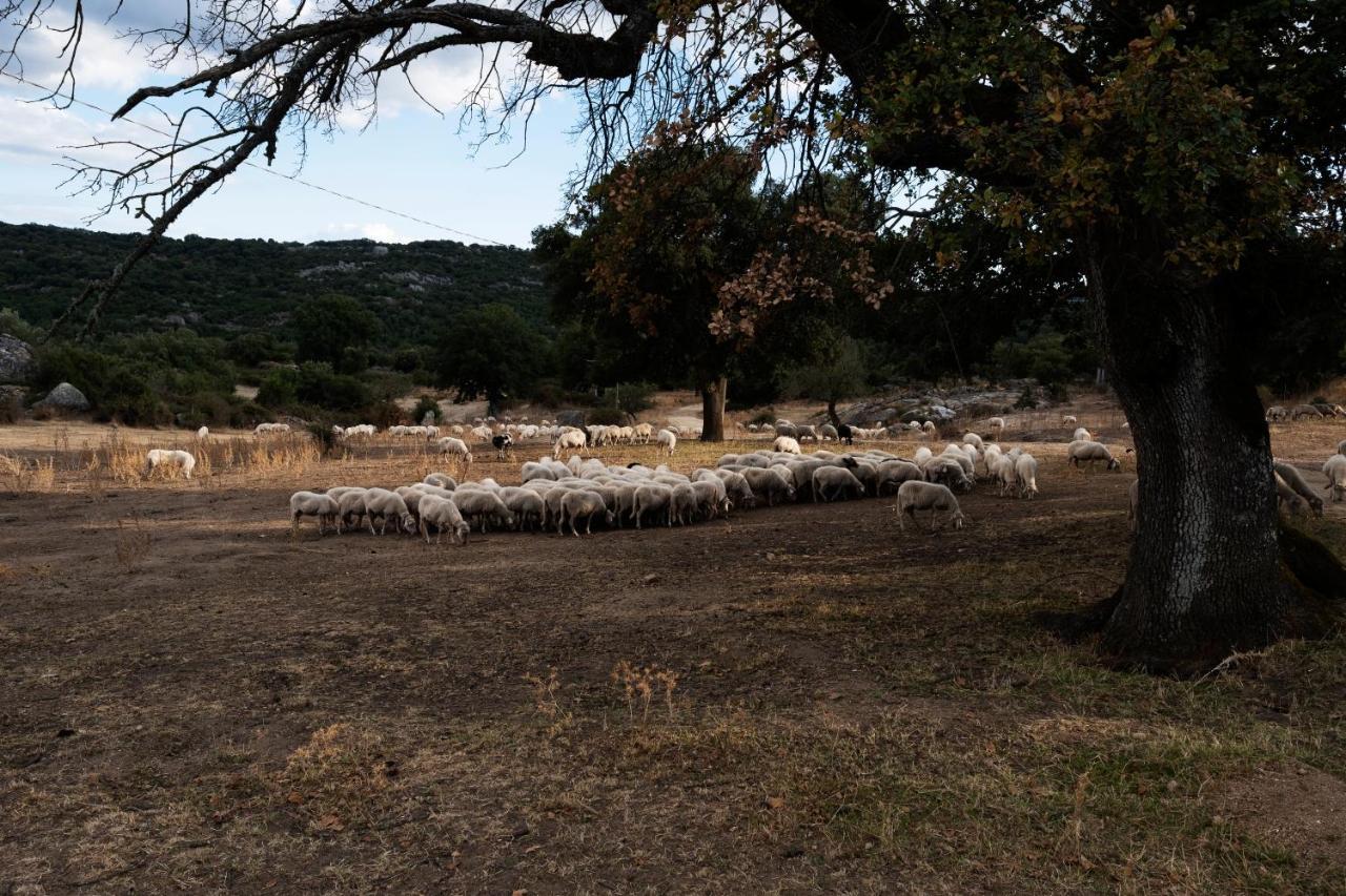 Agriturismo Testone Benetutti Екстериор снимка