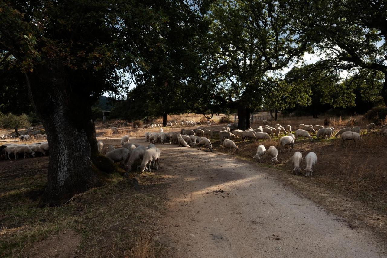 Agriturismo Testone Benetutti Екстериор снимка